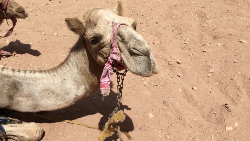 a camel in Petra