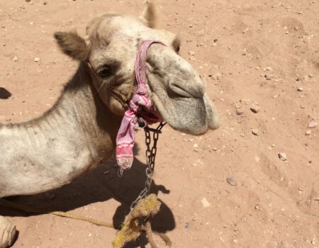 a camel in Petra