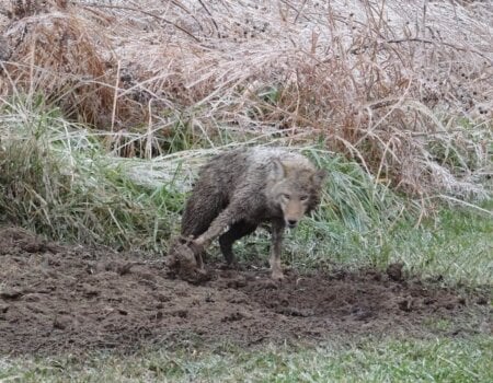 Coyote stuck in a trap.