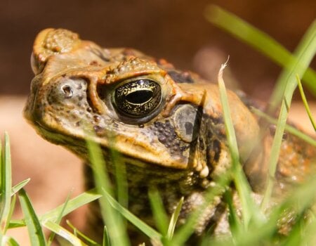 cane toad