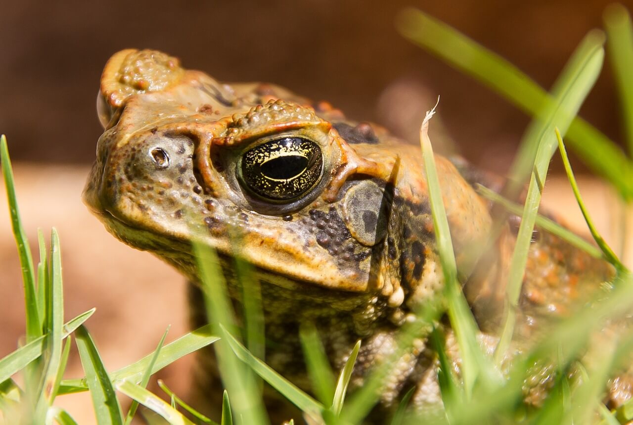 Cane Toad Hunting: Why Cruelty to Animals Is Never the Answer