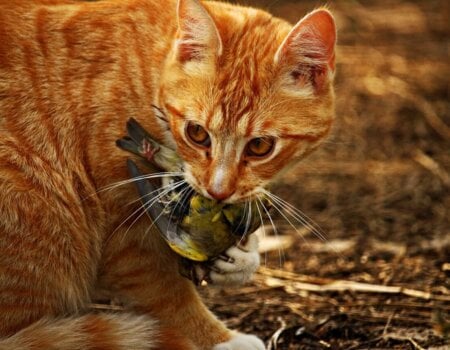 Cat with bird