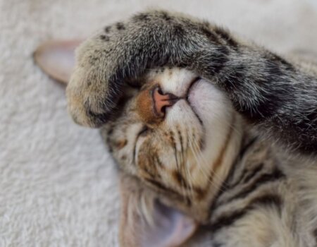 a cat with a paw on his head