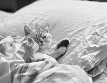 Image shows a cat on a bed.