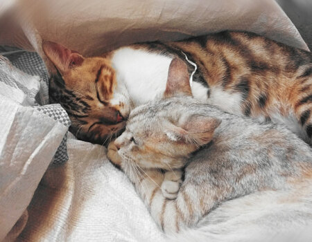 cats cuddling