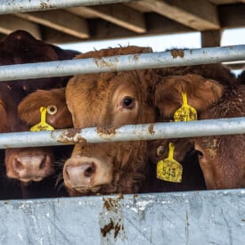 cattle in a transport truck