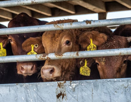 cattle in a transport truck