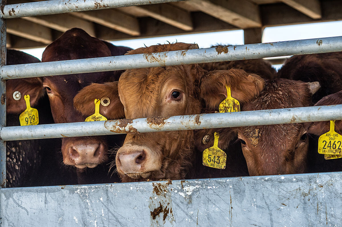 cattle in a transport truck