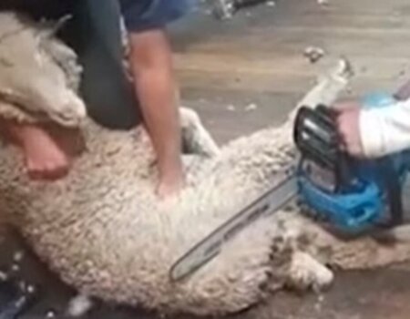 A sheep is held down while a person shears them with a chainsaw