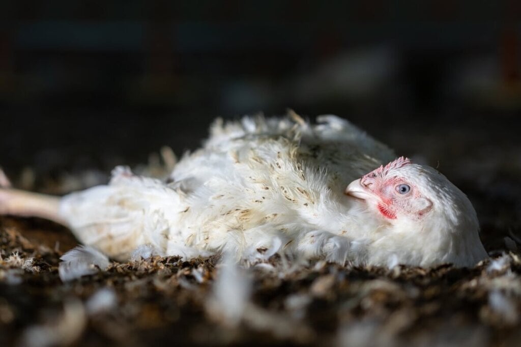 Chicken stuck on her back