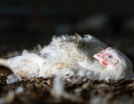 Chicken stuck on her back