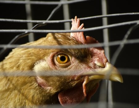 chicken in battery cage