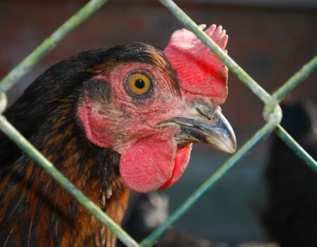 chicken behind wire