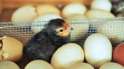 chick and eggs