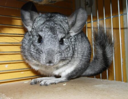 Chinchilla used for fur