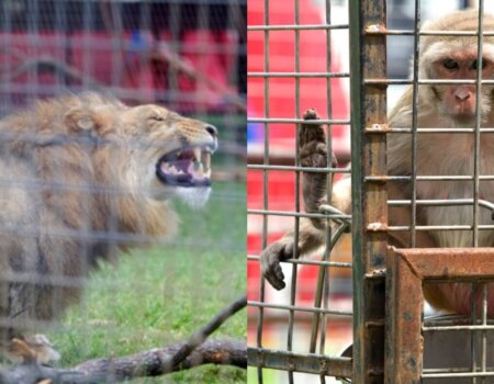 On the left, a lion in an enclosure at the circus. On the right, a monkey in a cage at the circus.