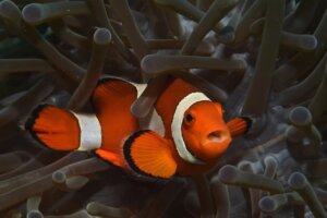 Fish “sing” underwater and enjoy physical contact with other fish, often gently rubbing against one another – like how a cat might weave between your legs.