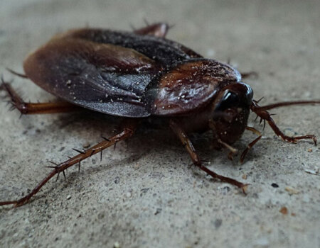 cockroach