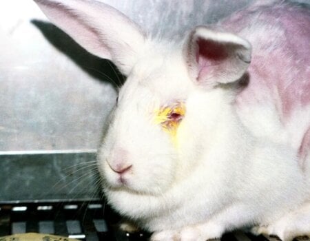 A rabbit in a lab.