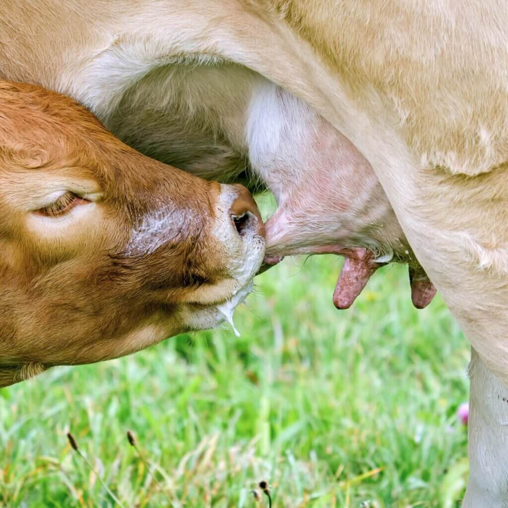 calf suckling from mother's udder