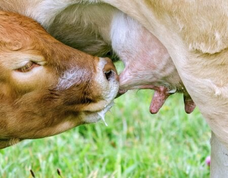 calf suckling from mother's udder