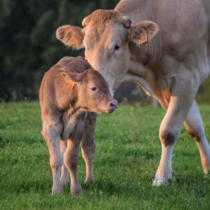 Mother cows walk for miles in search of their stolen babies.