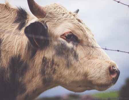 Sad Cow Behind Barbed Wire