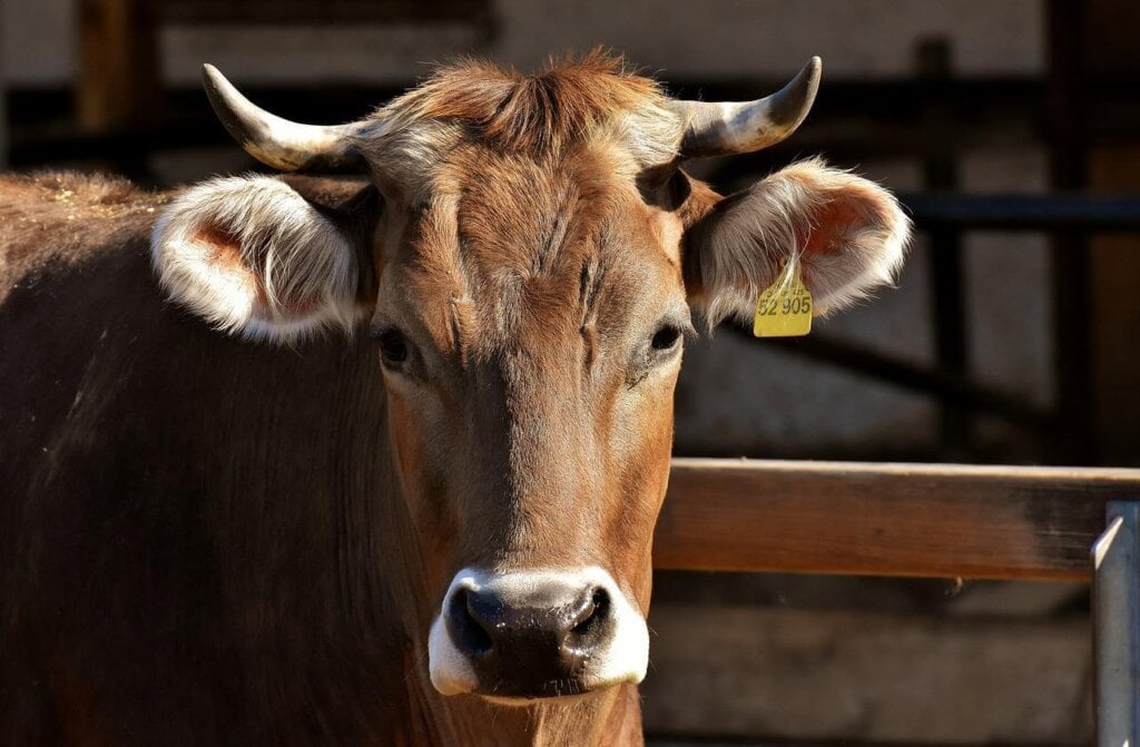 a brown cow