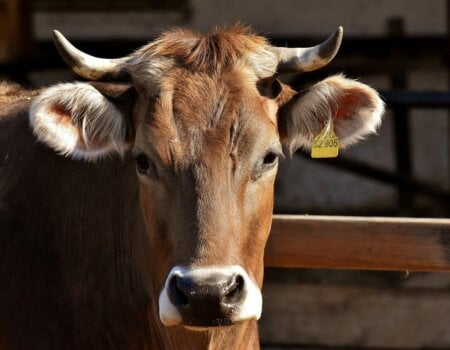 a brown cow