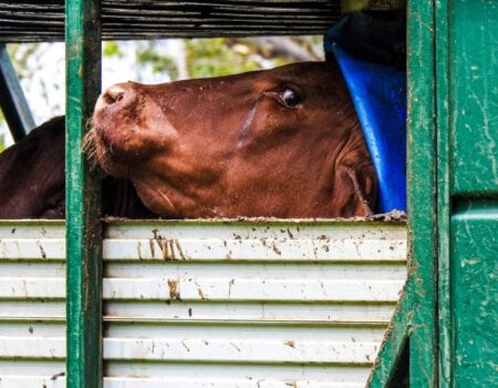 a cow in a truck