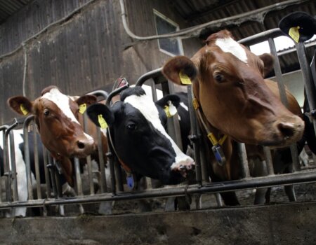 cows on a factory farm