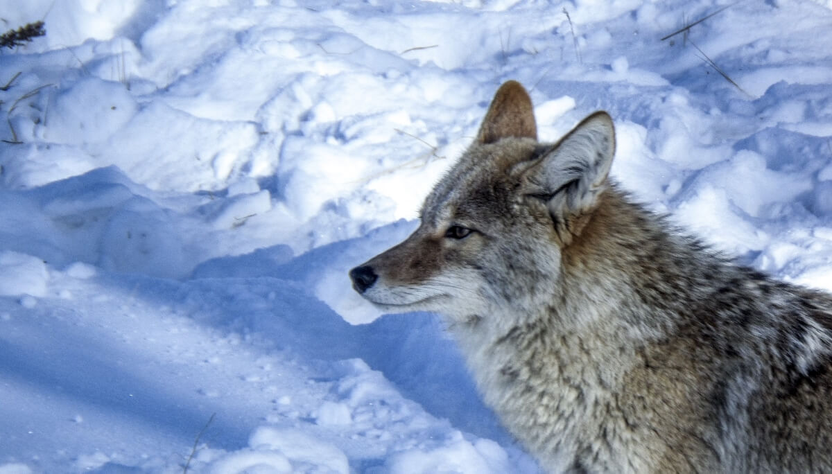 Ask Aussie Retailers to Ditch Canada Goose