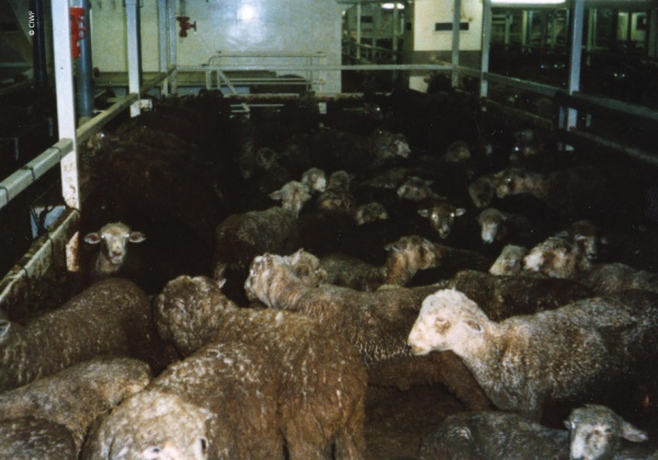 Queensland Rail and Sydney Ferries Reject New Live Export Ad