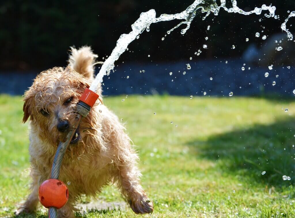 Dog plays with a hose