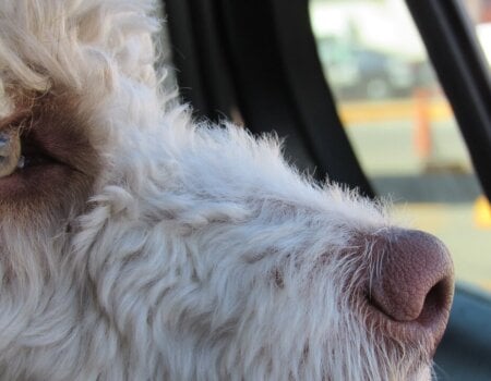 dog in car