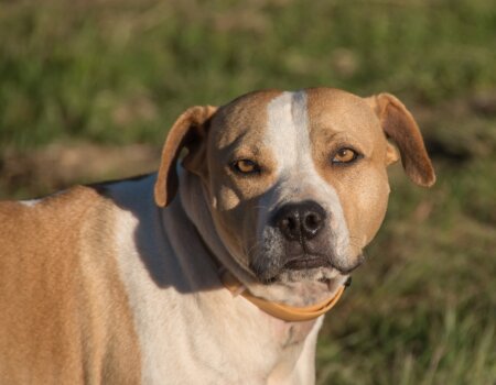 A photo of a terrier dog.