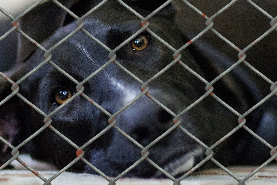 How Breeders Kill Shelter Animals’ Chances