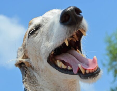 happy greyhound