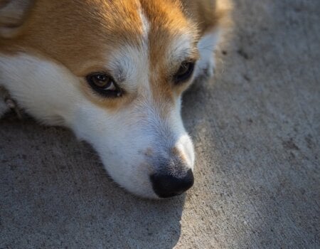 sad corgi