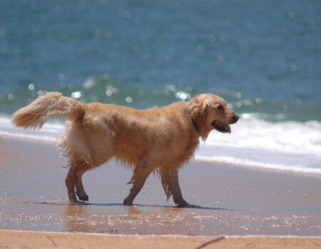 dog on beach