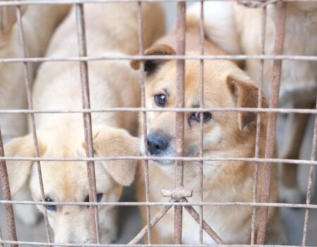 brown puppies in a cage