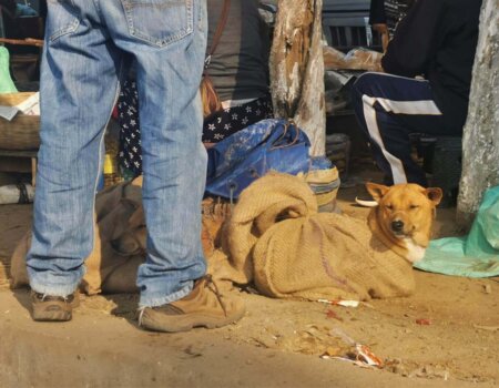 Dogs for sale at a live animal market in India.