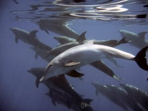 Dolphins in the ocean.