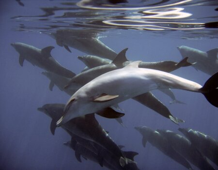 Dolphins in the ocean.