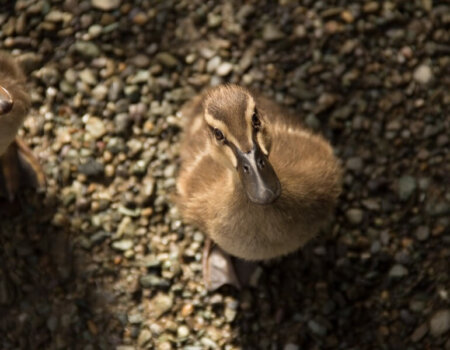 Cute duck