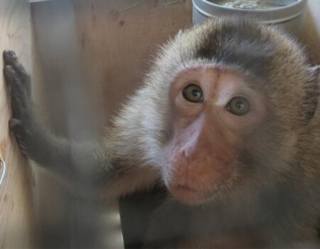 a monkey in a cage