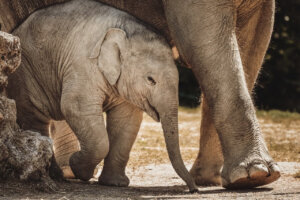 Elephants and chimpanzees mourn and shed tears if a member of their family dies.