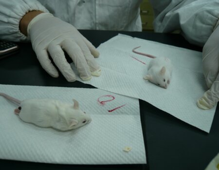 mice dissection