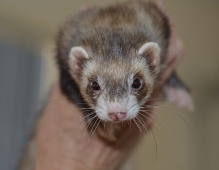 A photo of a ferret.