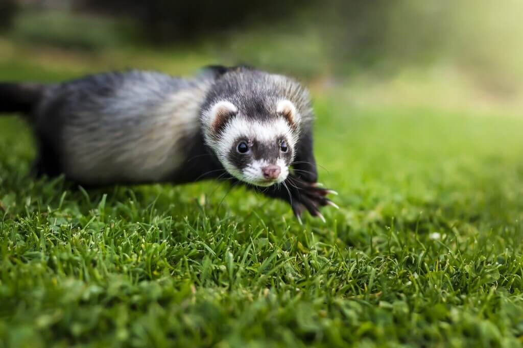 A photo of a happy ferret.